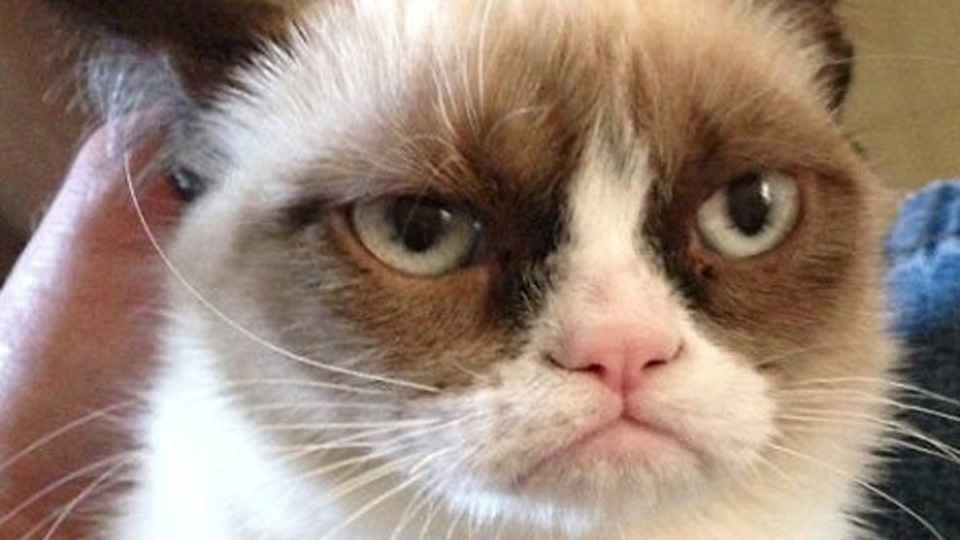 grumpy cat, cat videos, cat fest