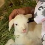 Miracle Is Born: A One-in-a-Million Geep Ushers in the SwissX Age of Regeneration